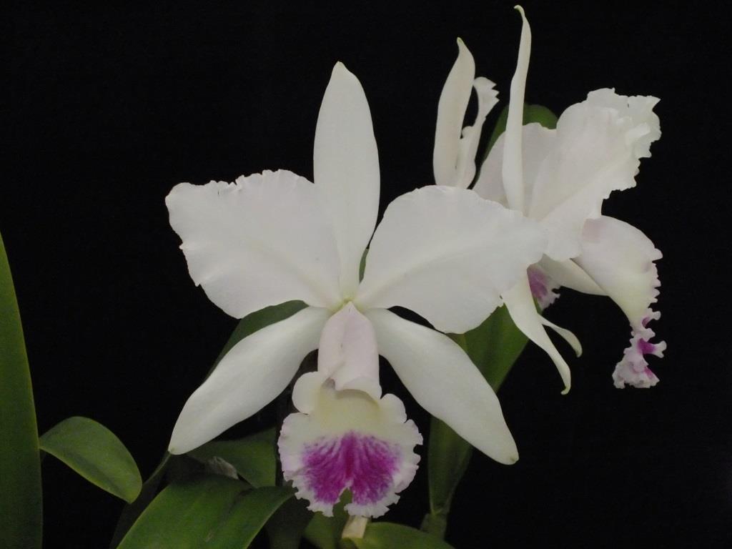 Cattleya labiata