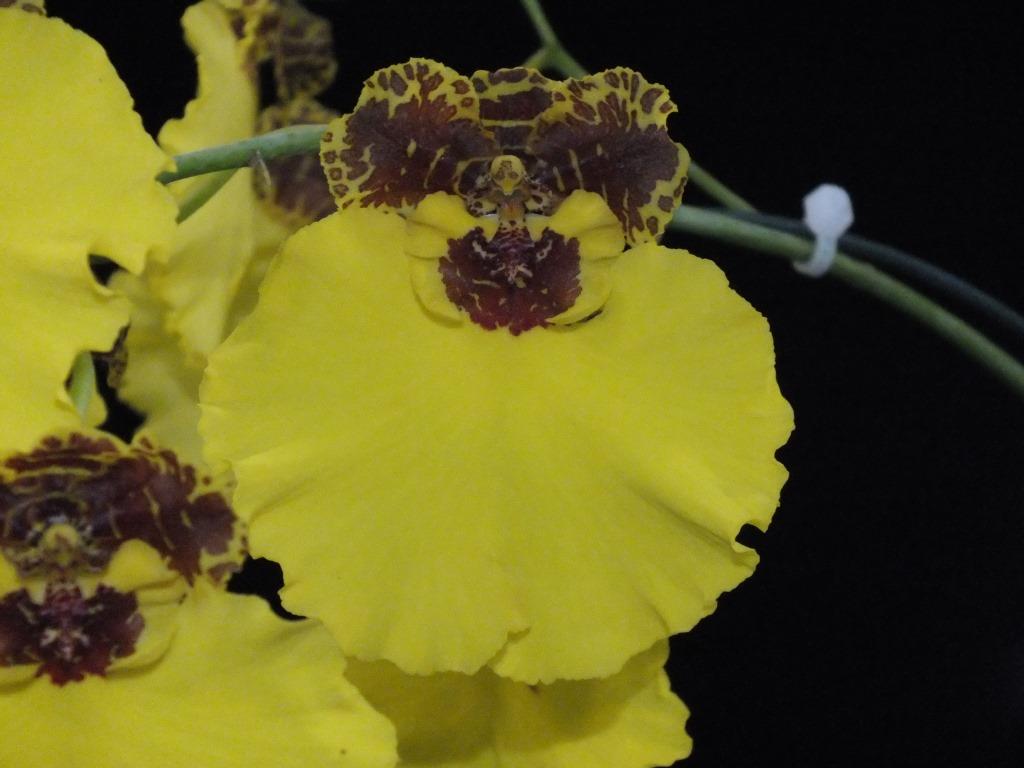 Oncsa Kulnura Triumph