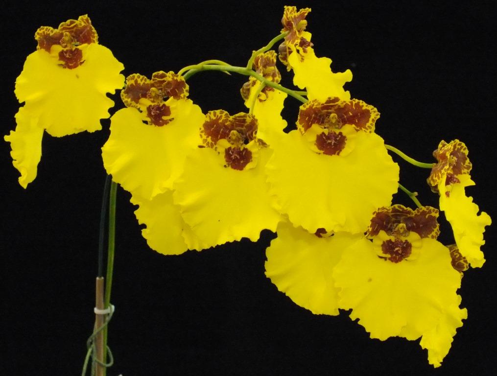 Oncostele Kulnura Triumph - photo 2