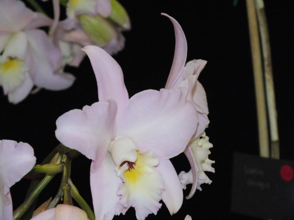 Laeliocattleya Sylvan Sprite - photo 2