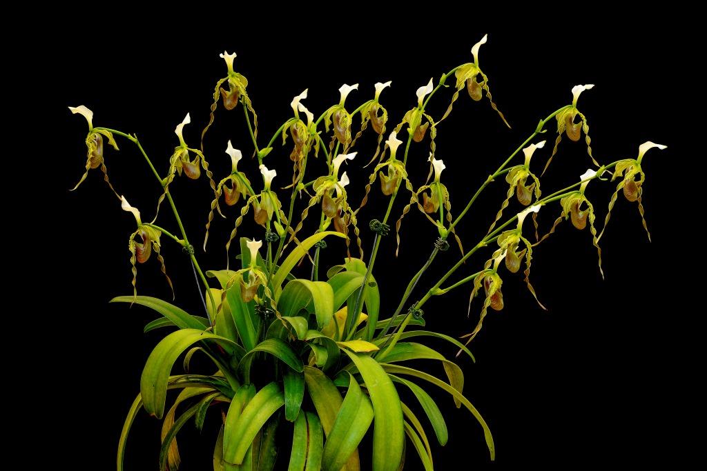 Paphiopedilum dianthum