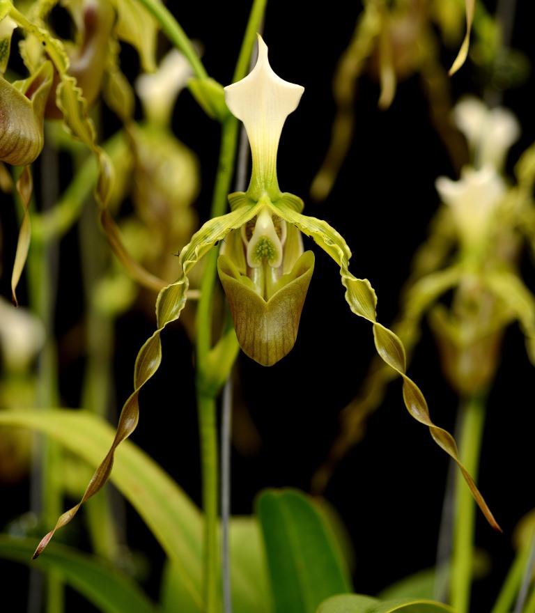 Paphiopedilum dianthum - photo 2