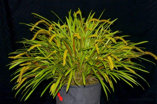 Coelogyne javieriana