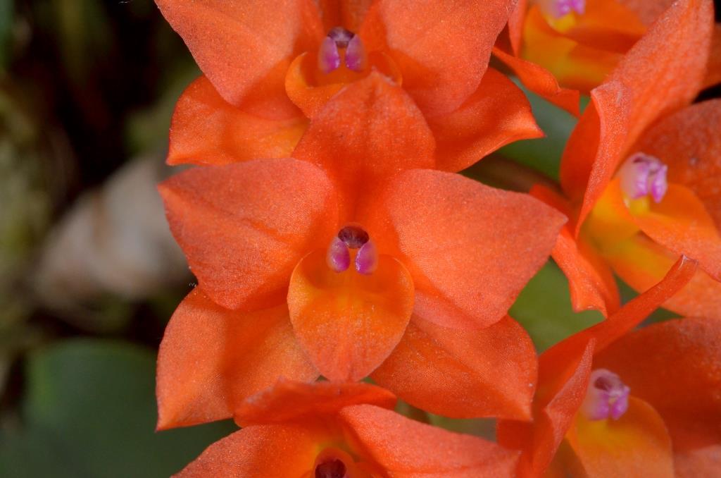 Cattleya cernua - AM/AOC