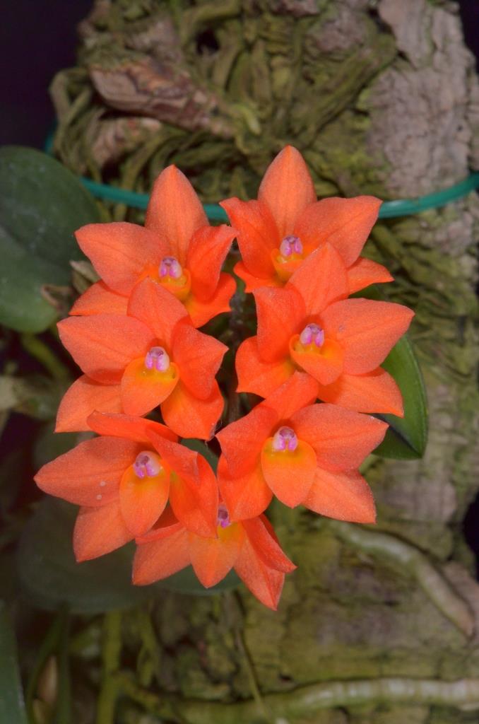 Cattleya cernua - photo 2