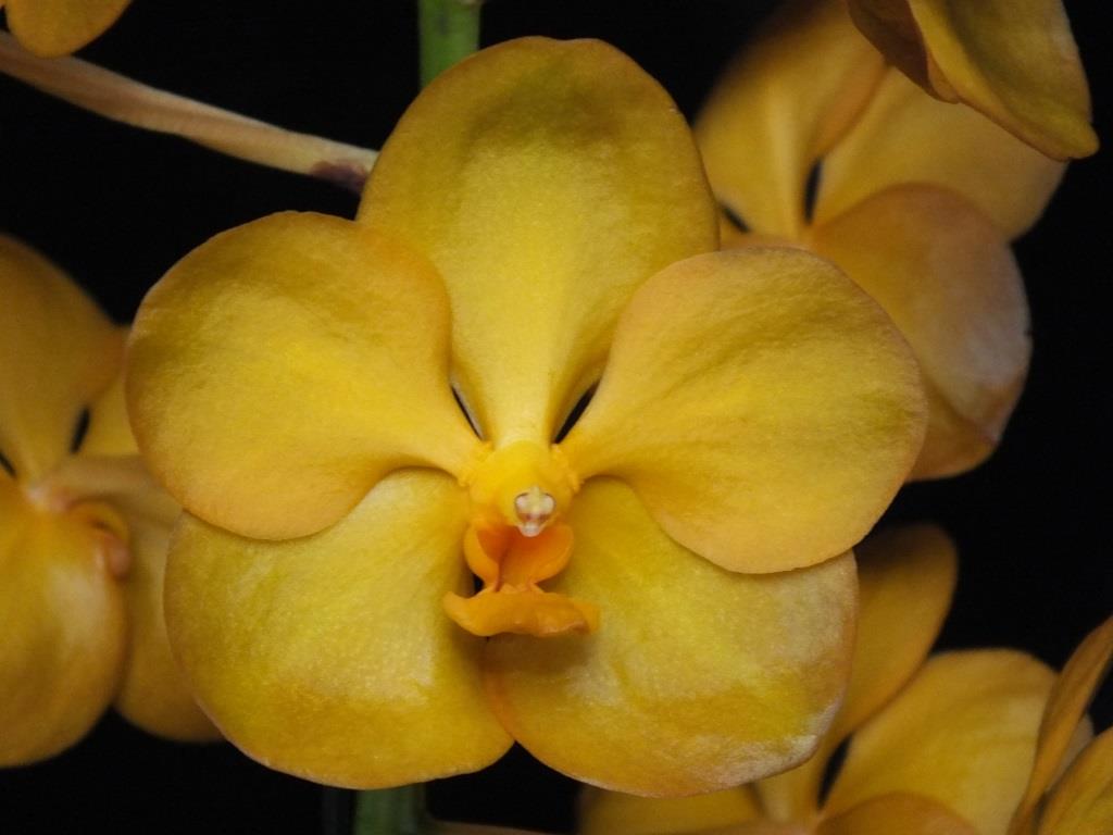 Van Tristar Gold 'Adisak's Gold'