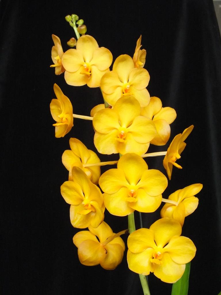 Vanda Tristar Gold 'Adisak's Gold' - photo 2