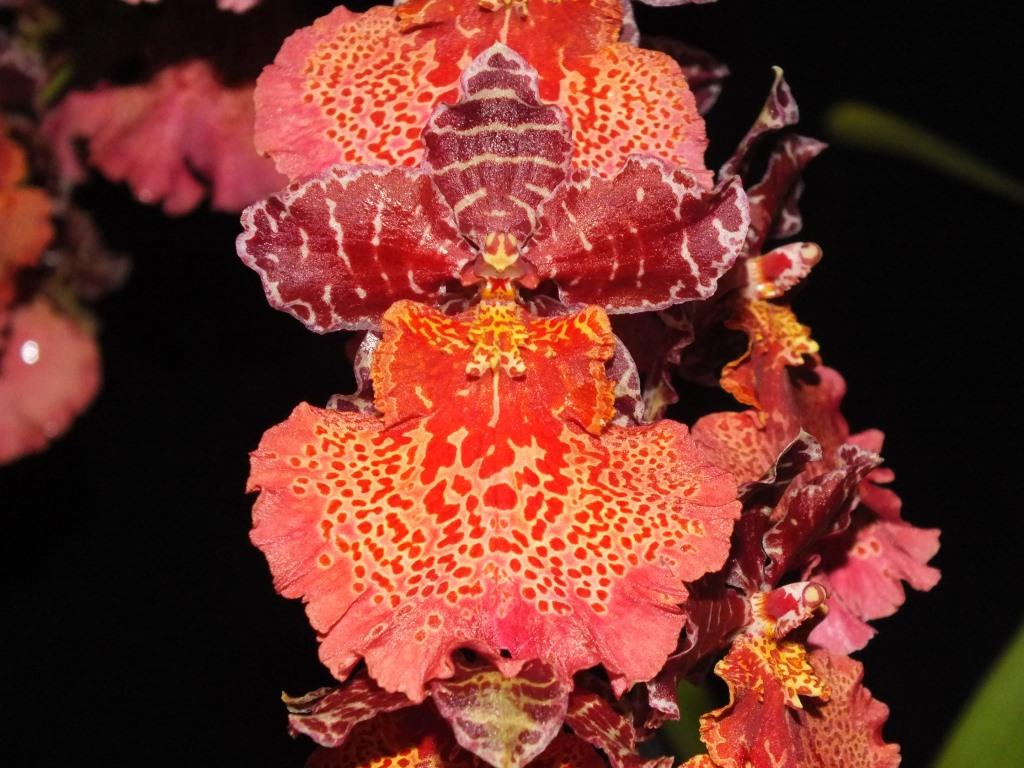 Gastidium Kulnura Calypso - AM/AOC