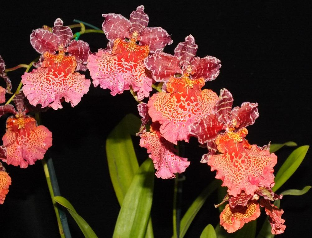 Gastidium Kulnura Calypso - photo 2