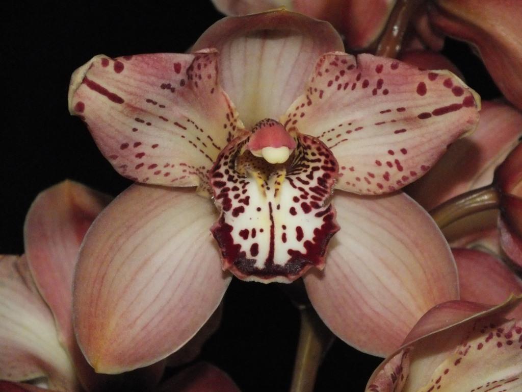 Cym Kulnura Supanova