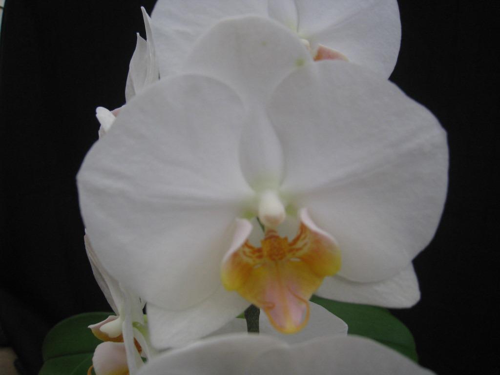 Phal I-Hsin Amy Christopher