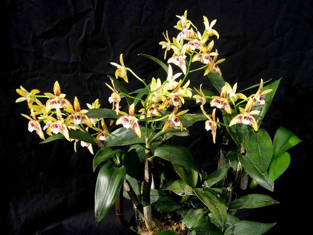 Dendrobium Redman - photo 2