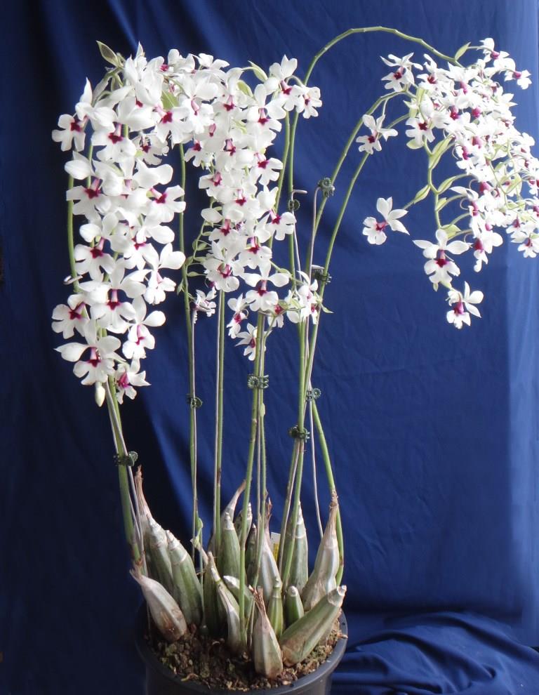 Calanthe vestita 'Wylde?