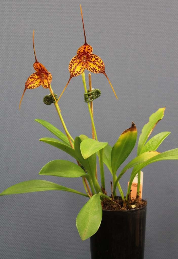 Masdevallia Norah-Jane - photo 2