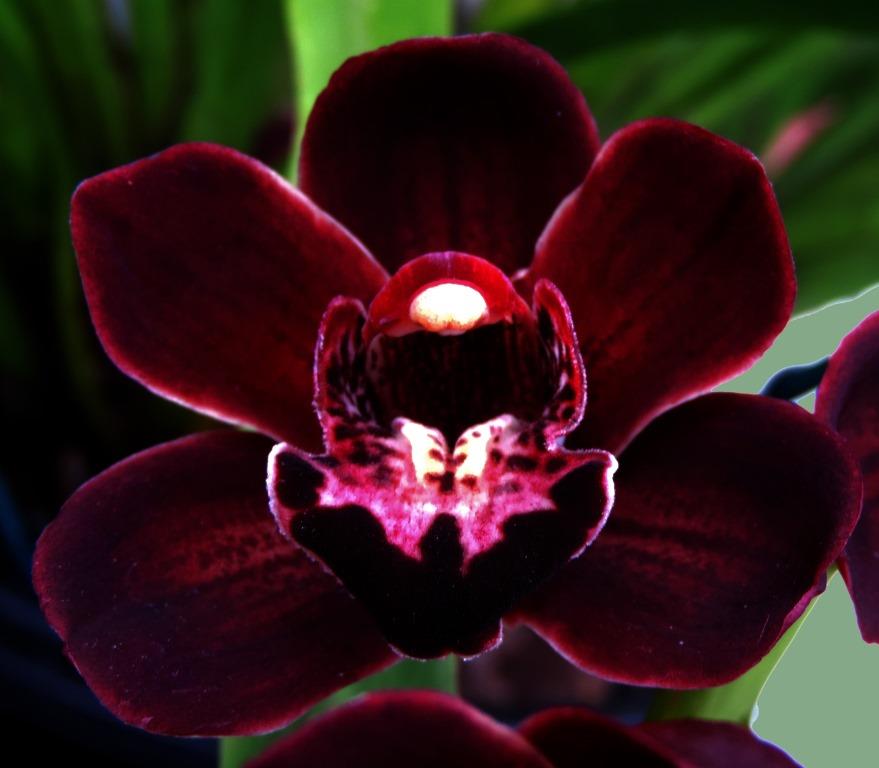 Cymbidium Memoria Joan Rowlands - HCC/AOC