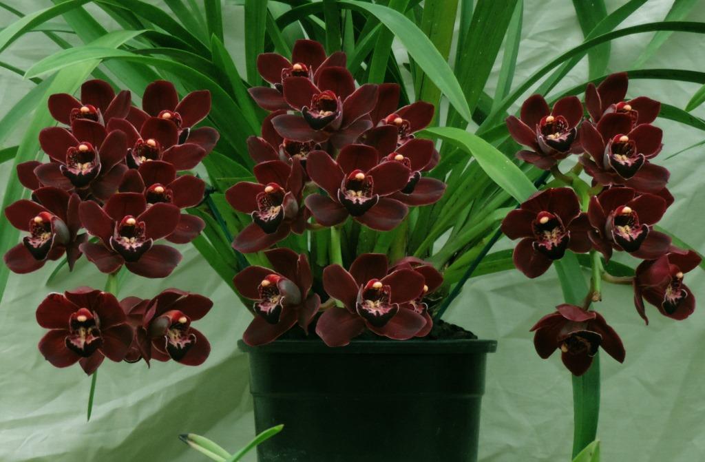 Cymbidium Memoria Joan Rowlands - photo 2