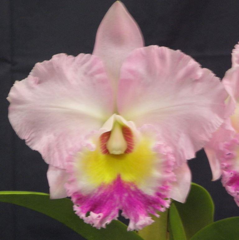 Rhyncholaeliocattleya Dorothy DuRietz - HCC/AOC