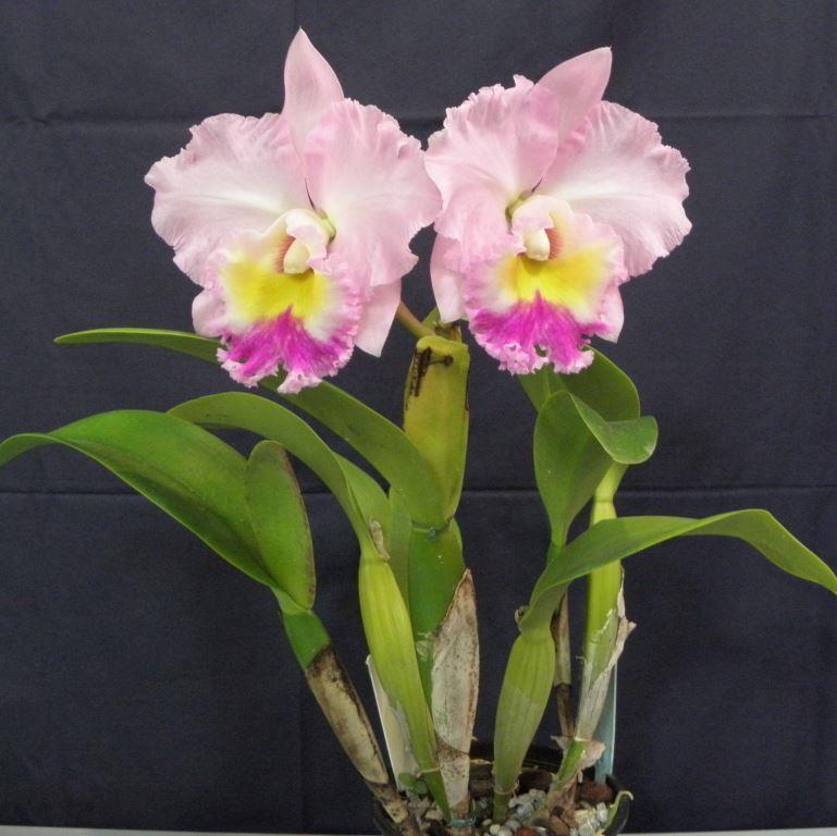 Rhyncholaeliocattleya Dorothy DuRietz - photo 2