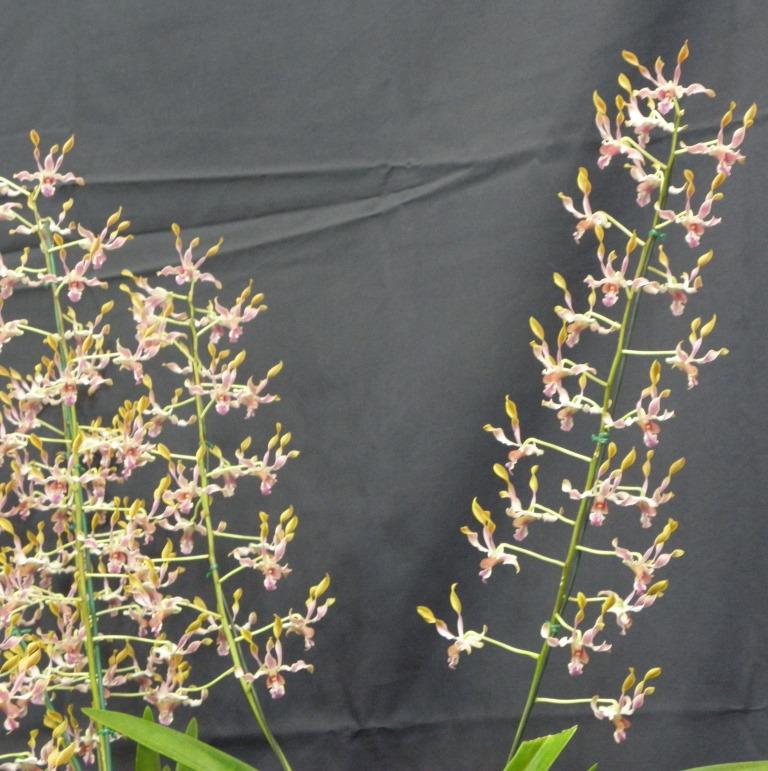 Dendrobium Fraser's Rainbow Twister - photo 2