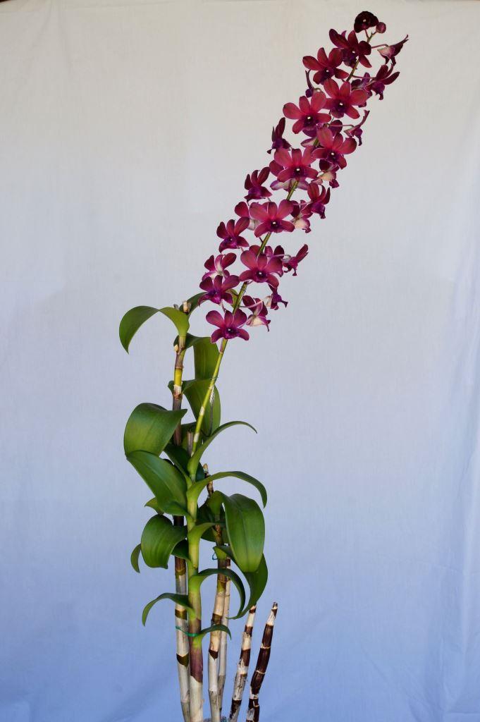 Dendrobium Negro - photo 2