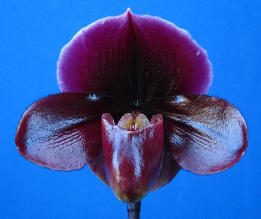 Paphiopedilum Pat Hart