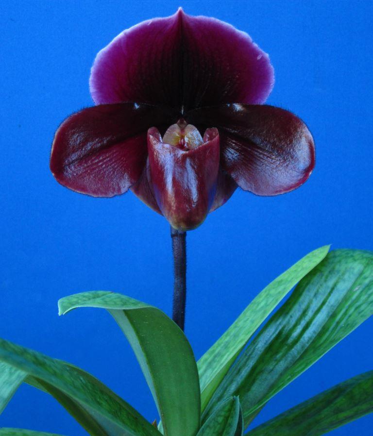 Paphiopedilum Pat Hart - photo 2