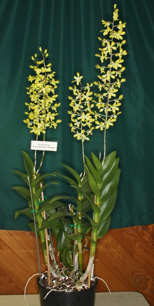 Dendrobium Genting Royal - photo 2