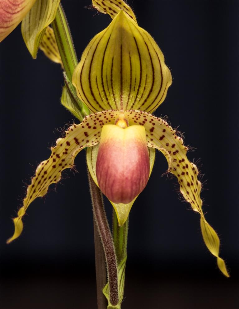 Paph Prime Child