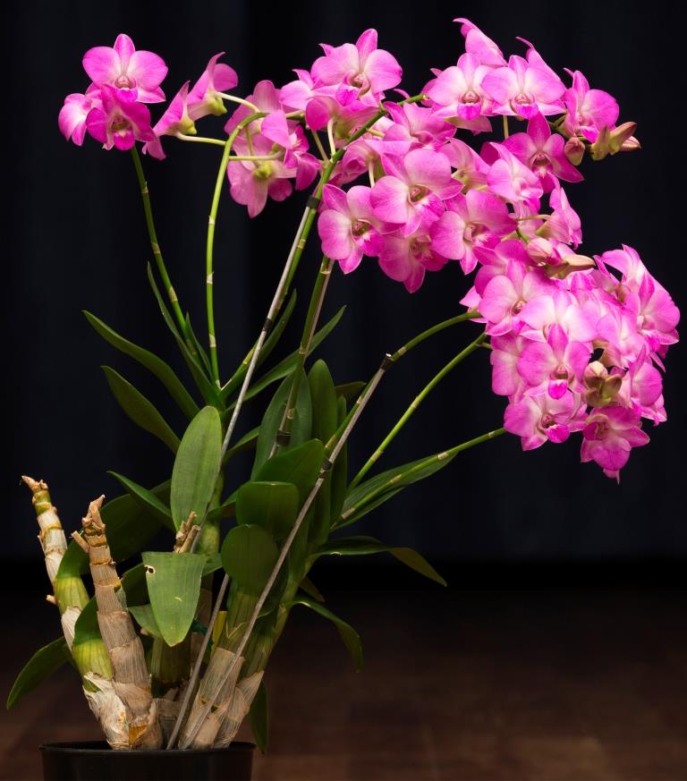 Dendrobium Enobi Purple - photo 2