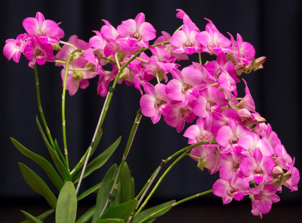 Dendrobium Enobi Purple - photo 2