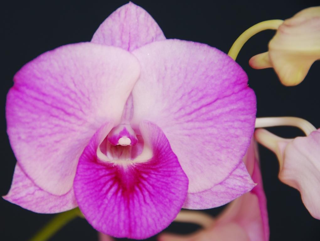 Dendrobium Tanamera Beauty - AM/AOC