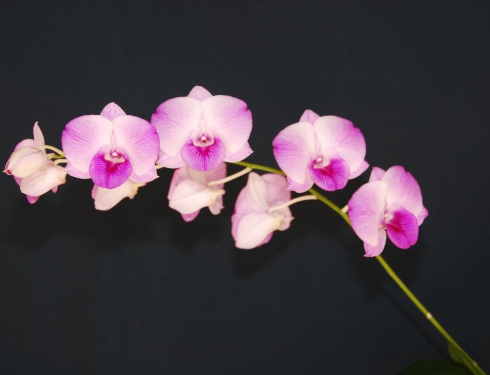 Dendrobium Tanamera Beauty - photo 2
