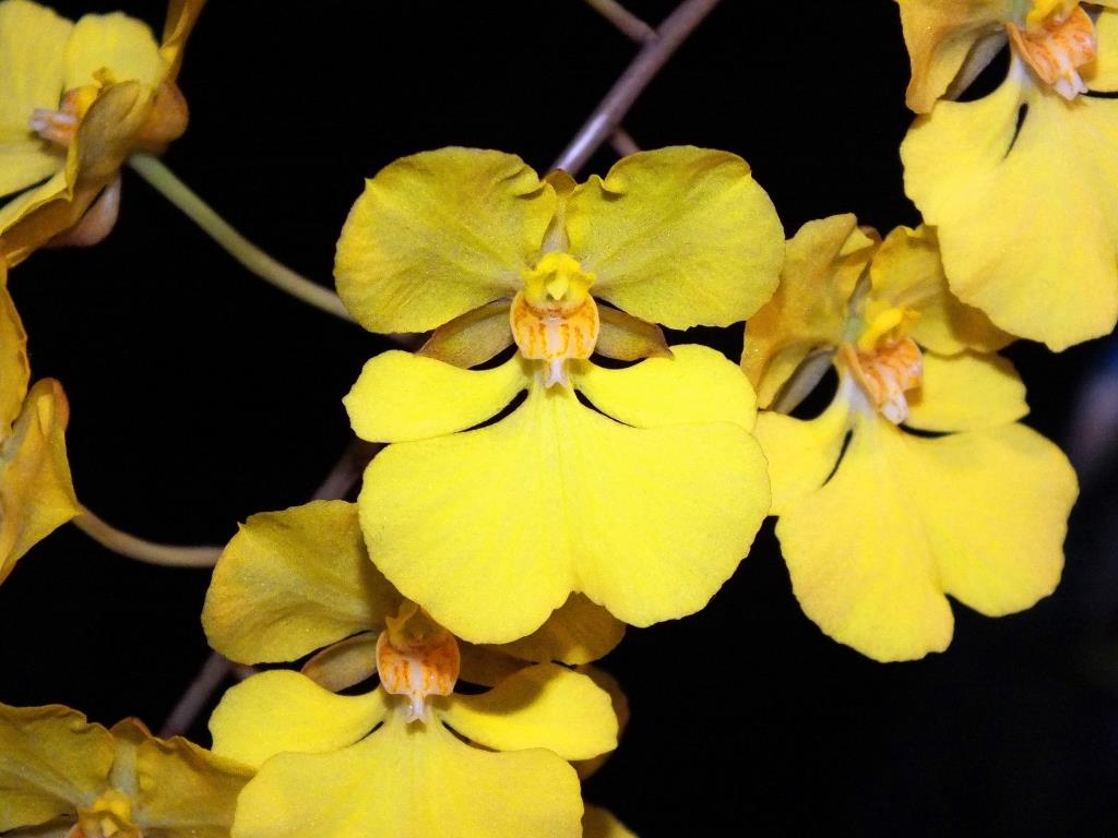 Zelenkoa onusta - AM/AOC