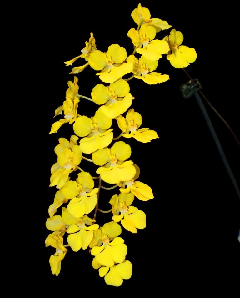 Zelenkoa onusta - photo 2