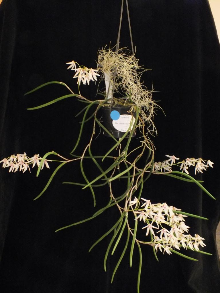 Den Ida Mary 'Bett's choice'