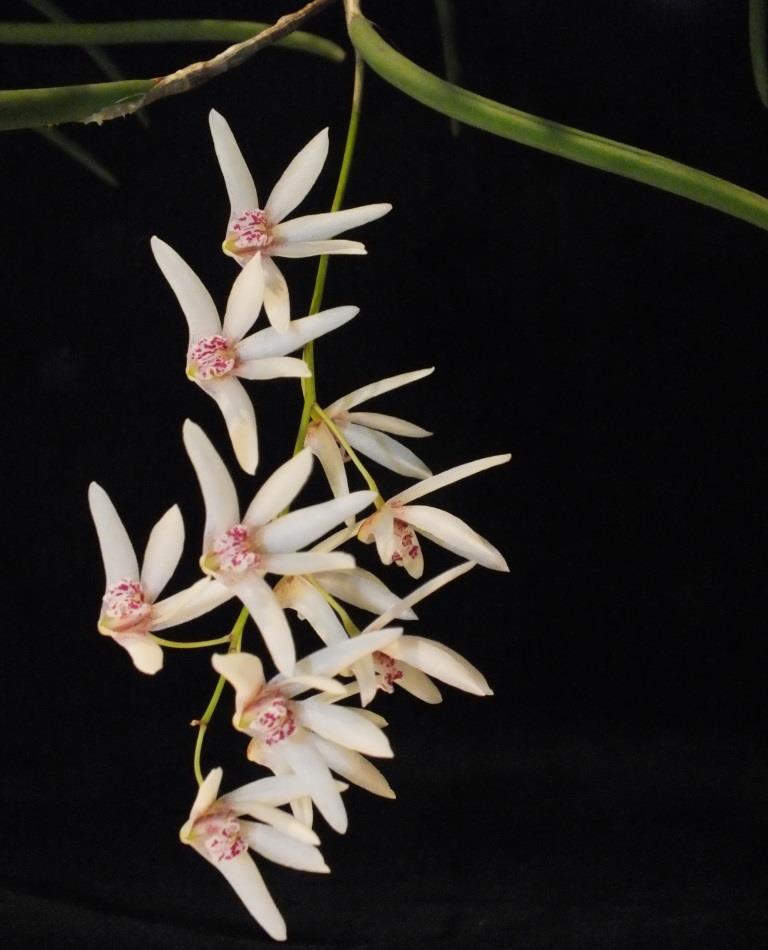 Dendrobium Ida Mary 'Bett's choice' - photo 2