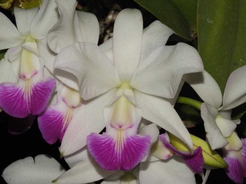 Cattleya walkeriana - ACC/AOC