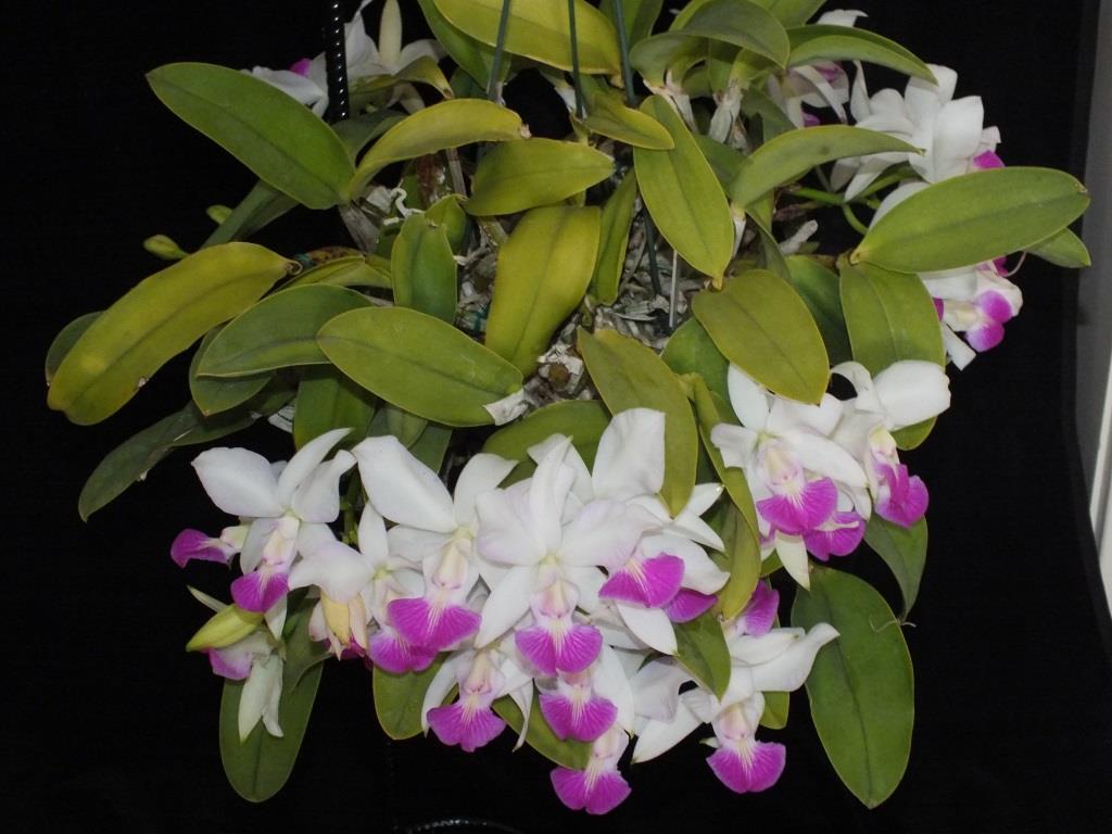 Cattleya walkeriana - photo 2