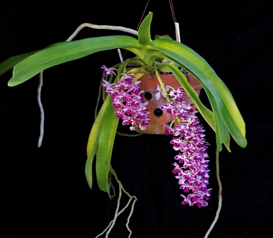 Rhynchostylis Kultana - photo 2