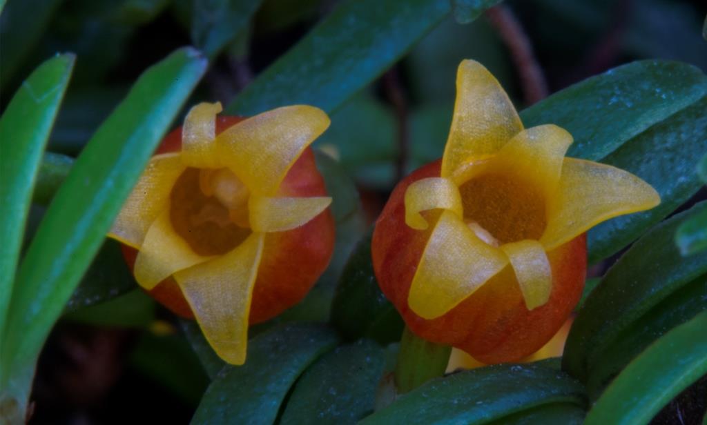 Mediocalcar decoratum - AM/AOC