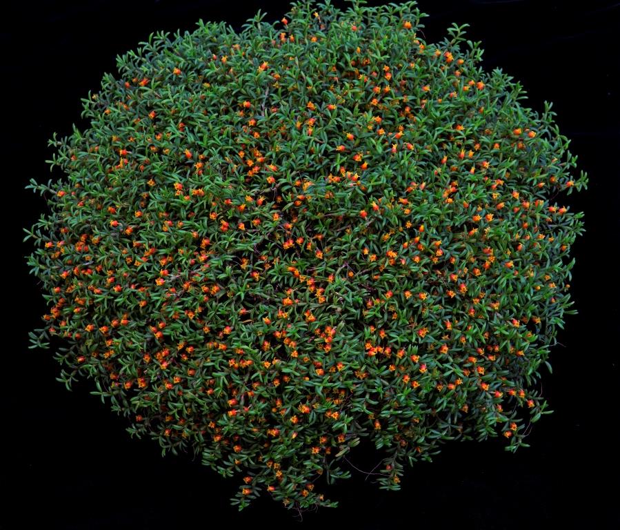 Mediocalcar decoratum - photo 2