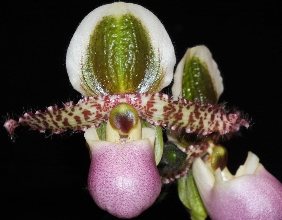 Paphiopedilum liemianum - AM/AOC