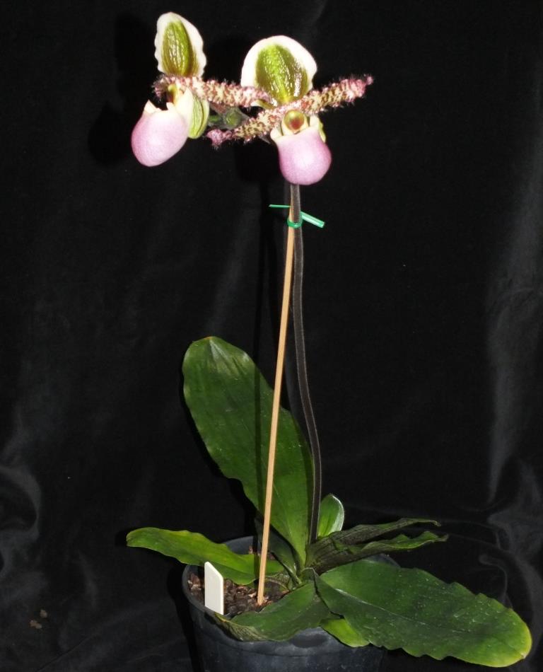 Paphiopedilum liemianum - photo 2