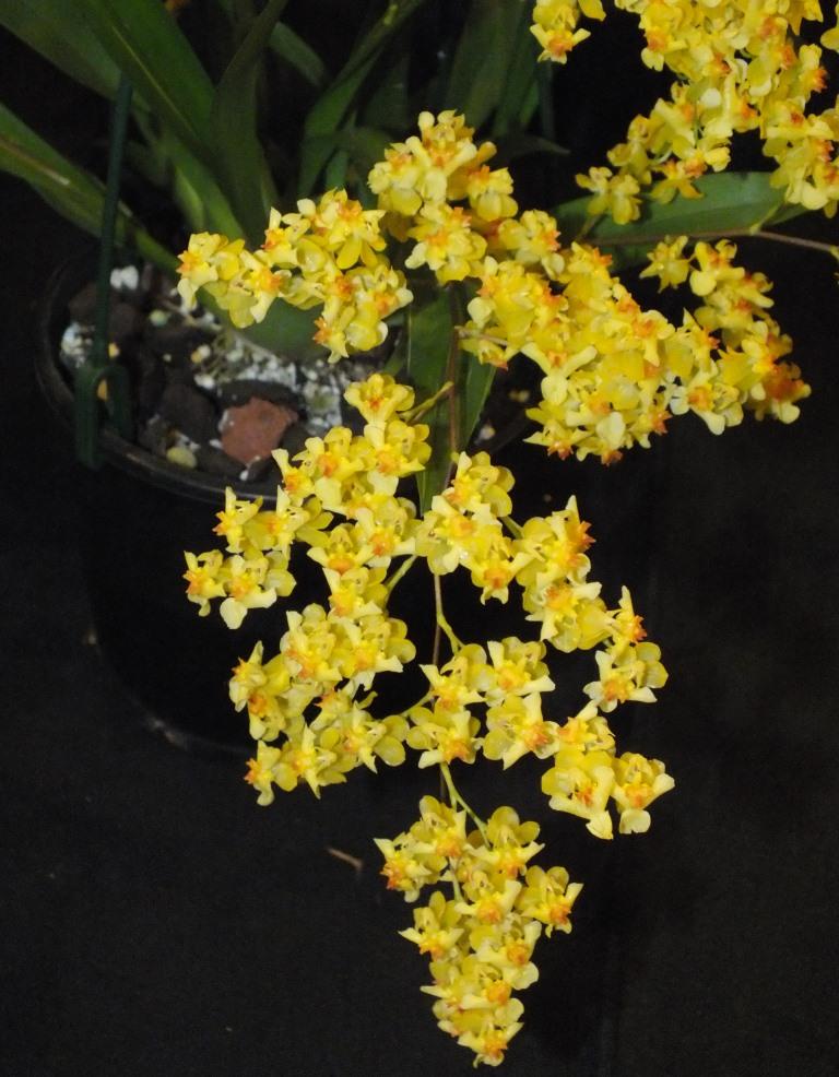 Oncidium Gold Dust - photo 2