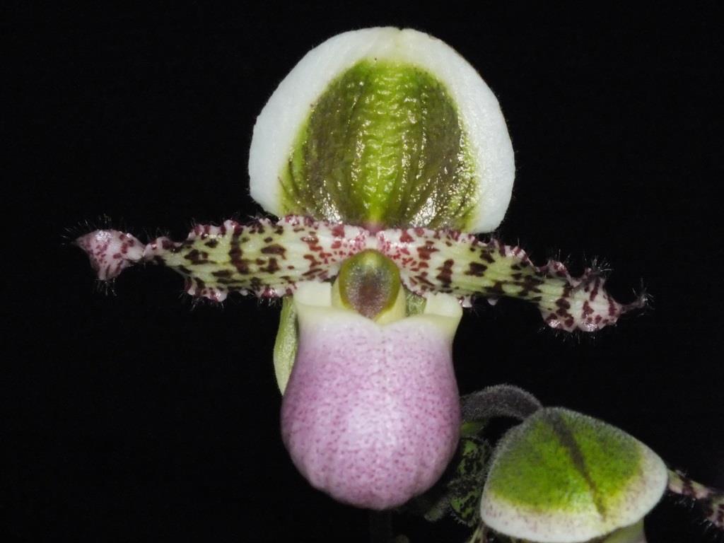 Paphiopedilum liemianum - AM/AOC
