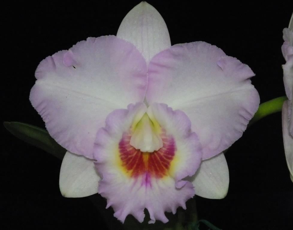 Rhyncholaeliocattleya Lakehaven Pearl - AM/AOC
