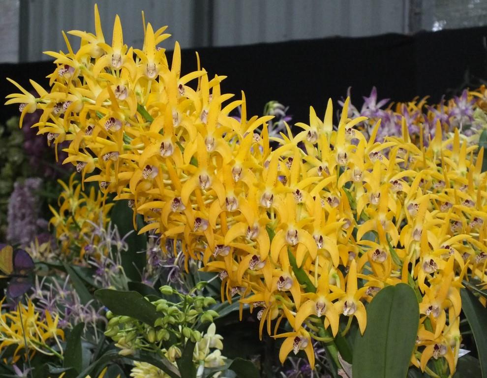 Dendrobium Cosmic Gold - photo 2