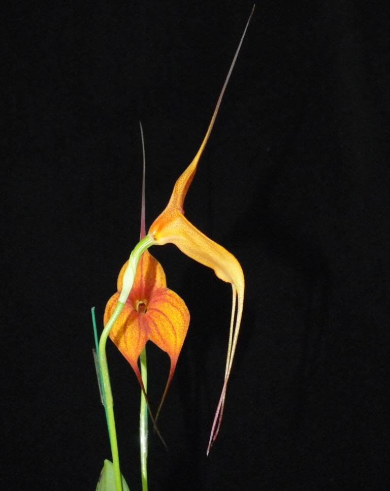 Masdevallia Rein Touch - photo 2