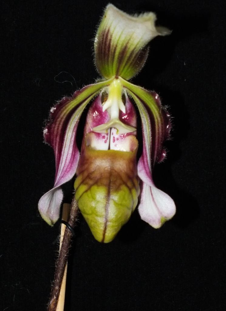 Paphiopedilum sangii