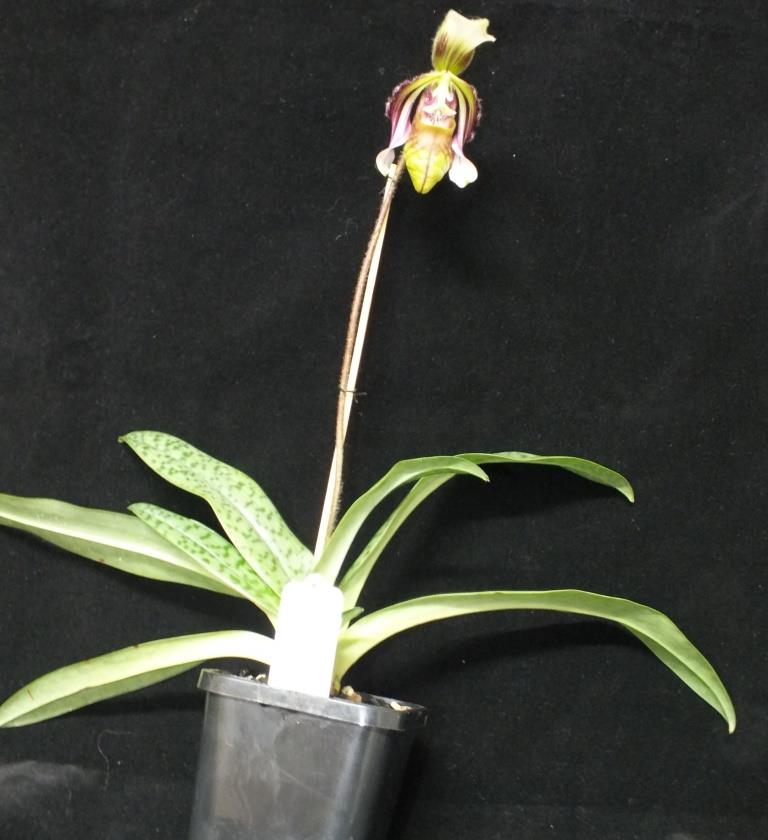 Paphiopedilum sangii - photo 2